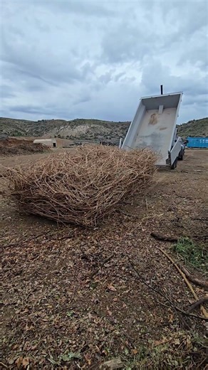 Two more loads of grape vines! I love pruning season! #haulintrash #junkremoval #dump