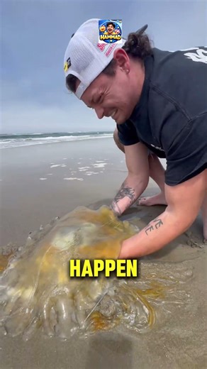 Never Touch a Jellyfish! The Dangers You Didn't Know