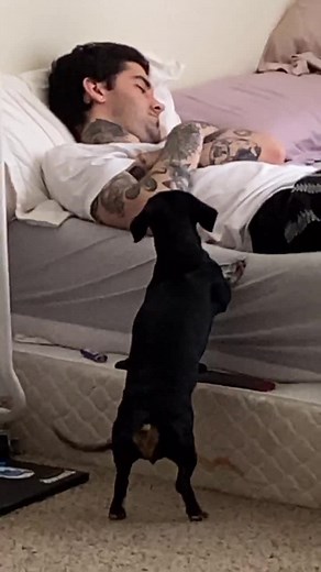Dog Lovingly Wakes Up Boyfriend Every Morning for Hangouts