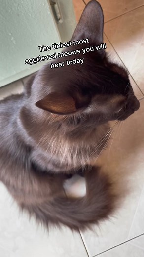 Smol Cat Grumble Noises - The Tiniest Meows