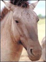 Rare Tarpan herd found in US - Horse & Hound