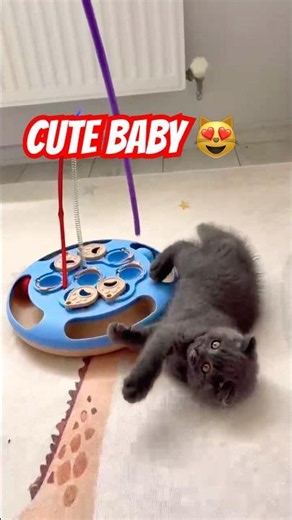 Cute baby #cat #kitten #cute #kitty