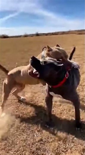 Two Pit Bulls Go Wild in a Violent Fight #wildlife #dog #animals