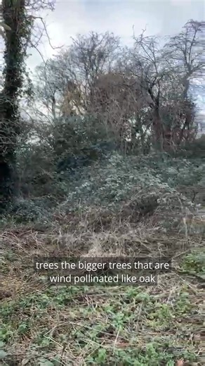 When is the best time to see hazel flowers? Now is the time to see the beautiful little red flowers of hazel! Our Director of Trees, Science and Research, Jon, tells us more about these facinating flowers. | The Tree Council