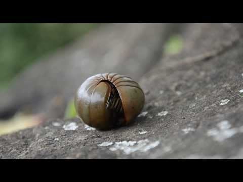 Pill millipede