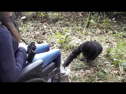 Woman in Wheelchair Carried Up Mountain to Fulfill Dream of Seeing Gorillas