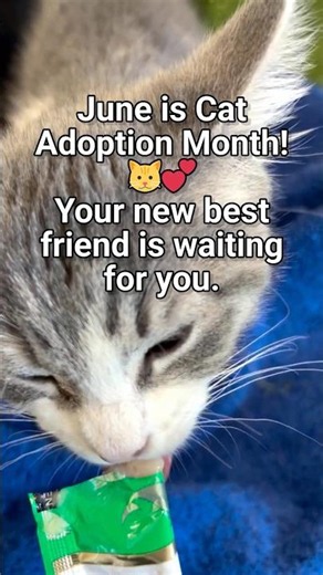 June is cat adoption month come see us