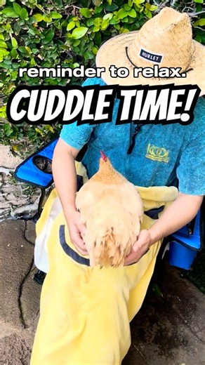 MELT YOUR STRESS! 🐔✨ My chickens JUMP on my lap for CUDDLES