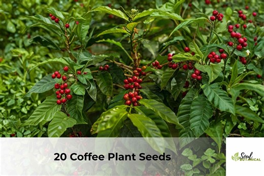 20 Coffee Plant Seeds | Coffea Arabica, Evergreen Shrub Seeds for Planting, Tropical Ornamental Grower - Etsy