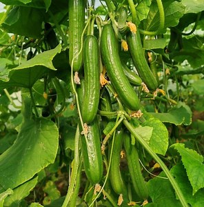 [Hot Item] Hybrid F1 Cucumber Seeds Vegetable Seeds for Sowing