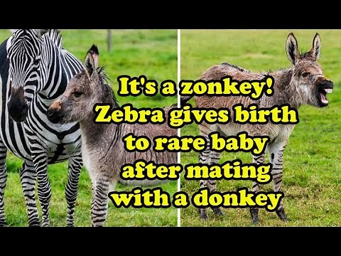 It's a zonkey Zebra gives birth to a rare baby after mating with a donkey