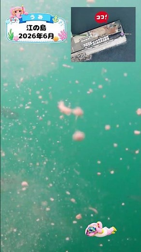 知育動画で楽しく学ぶ【水中映像】今日は魚いるかな？🐟 江の島の海の中🌊2026年6月