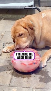 4.7M views · 43K reactions | How to keep your dog cool in the summer ☀️ | Pubity | Facebook