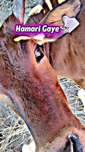 गो माताएं 🐄#cow #tiktokvideo #vairalshort