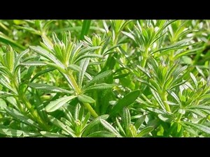 CLOTH HOOKER, HAND HOOKER, CAGLIO ASPRELLO, Galium aparine, Rubiaceae