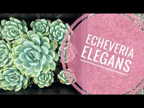 Echeveria Elegans o Rosa de Alabastro. Cuidados, reproducción y consejos.
