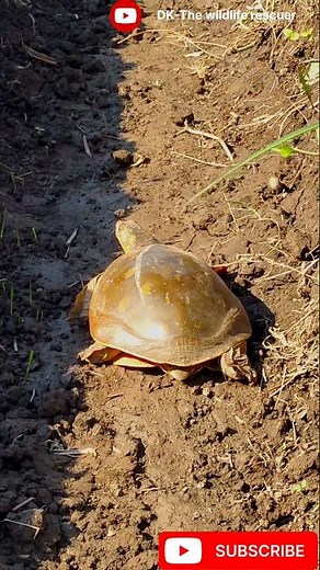 Indian flapshell turtle#indian#indianturtle#short#viralshort#animal