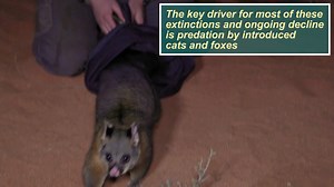 30 years ago, our wildlife translocation program commenced at Karakamia Wildlife Sanctuary (WA), about an hour east of Perth, with the release of the Brush-tailed Bettong, Brushtail Possum, and Southern Brown Bandicoot. Since then, the translocation program has expanded considerably, seeing 53 populations of 23 mammal species established. Of these species, 16 are nationally listed as threatened, 18 are highly or extremely vulnerable to cat and/or fox predation, and 16 are both threatened and vul