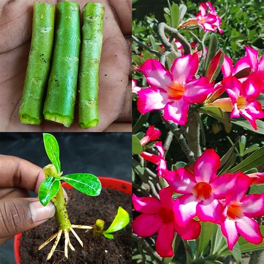 593K views · 5.7K reactions | How to Grow Adenium Plant From Adenium Cutting ! Use Aloe Vera To The Best Natural Rooting Hormone | Rana Craft | Facebook
