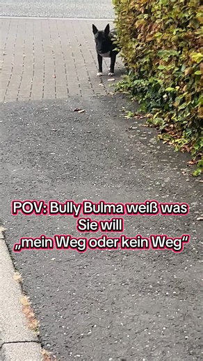 POV: Bully Bulma weiß was sie will – Mein Weg oder kein Weg!