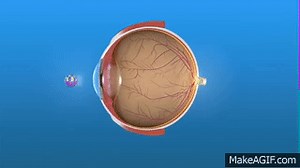 How the Eye Works and the Retina on Make a GIF
