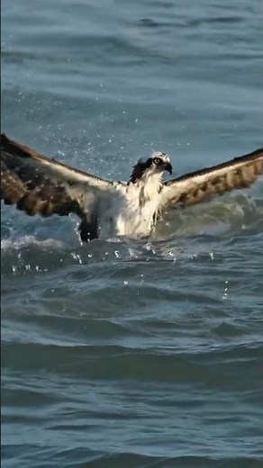 Incredible! The Osprey’s Skill in Catching Prey 🦅🤩
