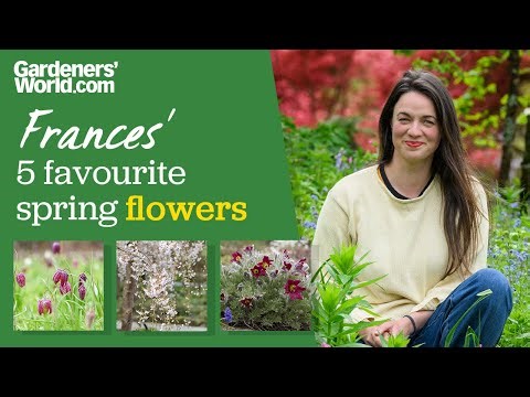5 SPRING FLOWERS every garden needs | Frances Tophill reveals her favourite flowers in spring
