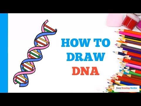 How to Draw DNA in a Few Easy Steps: Drawing Tutorial for Beginner Artists