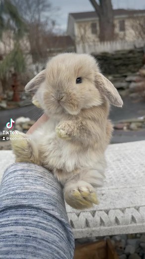 Adorable Bunny Compilation 🐰 - Funny and Cute Rabbit Videos