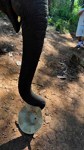 Tawan Riverside Elephant Resort #elephant 🐘🐘#kisses Pa Lee | Bank Mahout