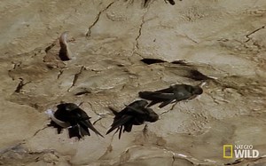 [金丝燕/熟肉]燕窝的建造过程