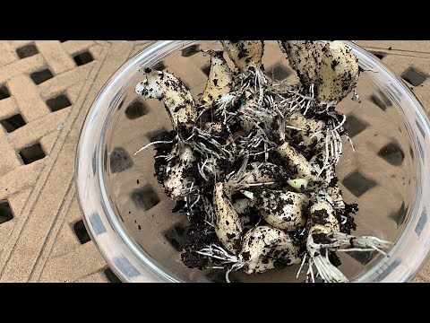 Grow Garlic Start To Finish And Why I Plant In The Spring