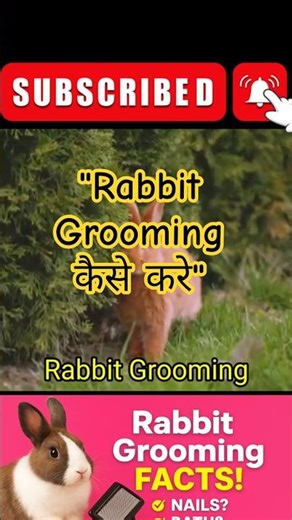 🥶“Rabbit Grooming 🐇 Full Clean in 10 Min!”#RabbitGrooming#RabbitCare#BunnyCare#RadhaKrishnaPets#Rabb