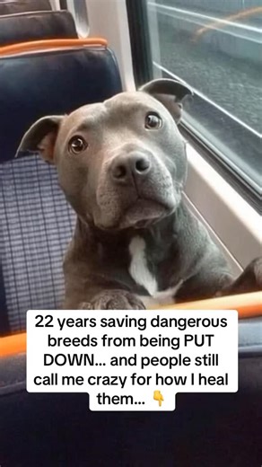 2.6K views · 14 reactions |  1. Bad Breath If your dog’s breath...