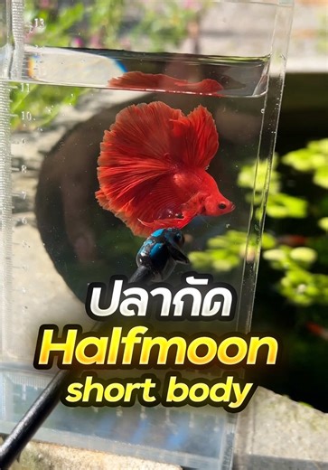 ปลากัดฮาฟมูนทรงสั้น ปลากัดshort body😍🥰 . . . #ปลากัด #ปลากัดสวยงาม #ปลาสวยงาม #คนเลี้ยงปลา #มาดูปลาที่บ้านเรามั้ย