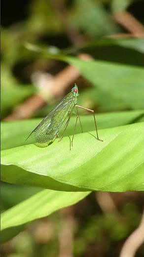 Leafhopper with Grasshopper: A Showcase #nature #Leafhopper #grasshopper