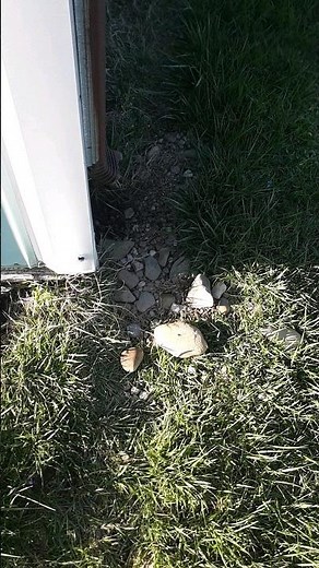 Filling Groundhog Holes