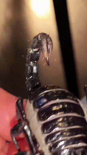 Westside Reptiles on TikTok