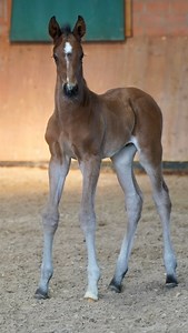 2.7K views · 332 reactions |  Fohlengrüße Uns erreichten...