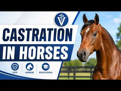CASTRATION IN EQUINES. #horse #equine #animals #vetlife #castration