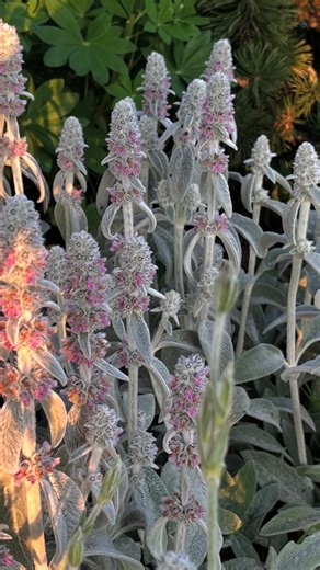 Rochford Landscapes on Instagram: "Lamb’s Ear (Stachys byzantina) is a popular choice for gardens, particularly in dry conditions. It thrives with minimal maintenance and brings soft texture and spiked purple blooms to garden beds and borders. 🪻 We use @tuigardenandhome Seaweed Tonic as a soil conditioner - plug it into the hose to support healthy, super resilient plants. 🌿"