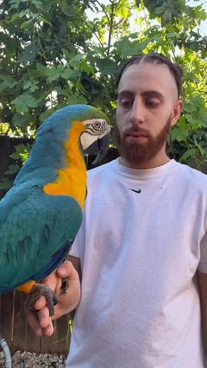 If you don’t have treats to hand you can always use love as a positive reinforcement #fyp #parrot #tricks