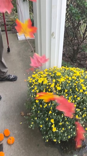 1.7K views · 45 reactions | Our porch columns were made to stand out. 朗 My favorite are the giant peppermint sticks with Christmas lights, but these fall leaves are coming in at a close second.  #falldecorations #fallporchdecor #porchdecor #falldecoratingideas #falldecorating #falldecor #midwestliving #falldecorinspo | Seeing Dandy with Tara Smith | Facebook