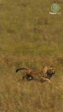 Why Cheetahs Are Built for Extreme Speed🐆