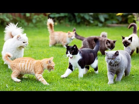 Ultimate Compilation of Cute Cat Videos You Can’t Miss