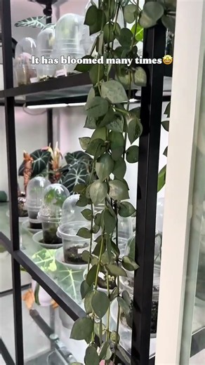 3 Years in LECA 🌱 This Hoya Just Keeps Growing & Blooming! #shorts