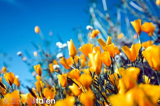 【人気】花にまつわる曲は感動する！四季を感じる「花」がテーマの名曲23選を動画つきで紹介！