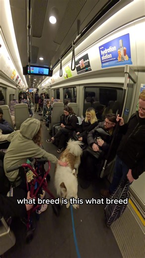 Effective Dog Training Techniques