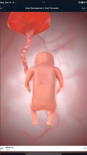 FETAL DEVELOPMENT 14WEEK| what does a 14 week fetus look like|how big should a fetus be at 14th week