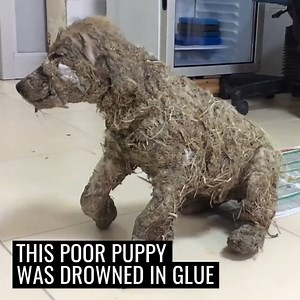 1.8M views · 10K reactions | This puppy was badly abused and almost didn't make it. His transformation is incredible! ❤️️ | UNILAD | Facebook